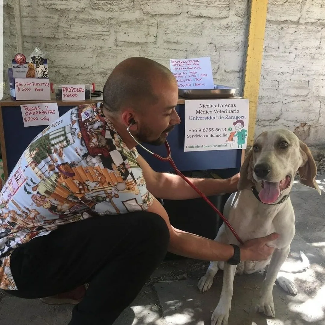 Médico Veterinario Nicolás Larenas